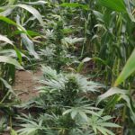 To już był najwyższy czas, żeby zebrać konopne plony. Niestety tajemniczych growerów, którzy uprawiali marihuanę w ogromnym polu kukurydzy uprzedzili policjanci. Brutalnie i bezwzględnie usunęli 22 dojrzałe konopne krzewy.