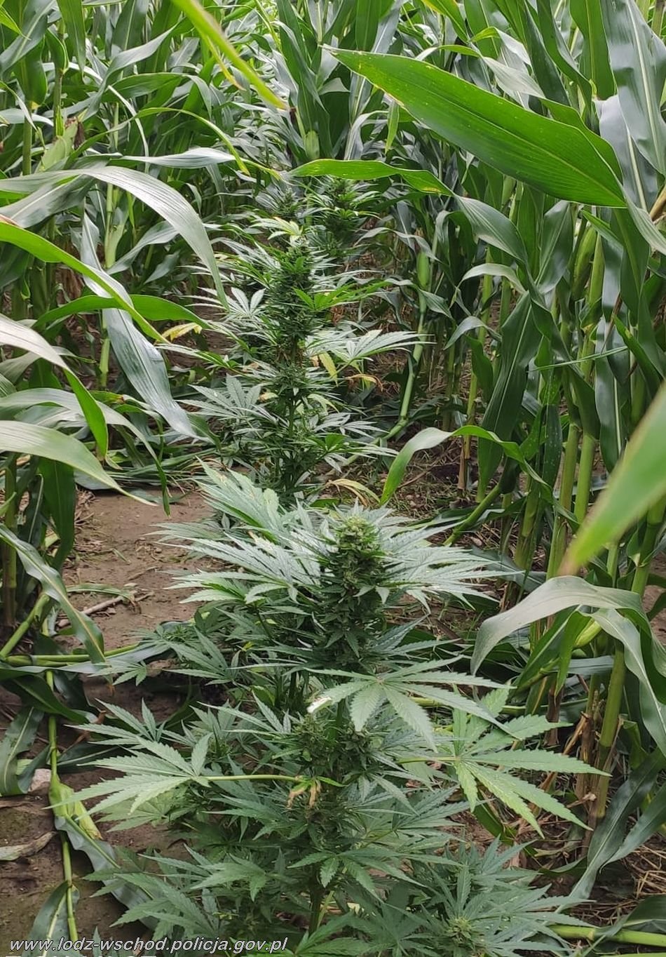 To już był najwyższy czas, żeby zebrać konopne plony. Niestety tajemniczych growerów, którzy uprawiali marihuanę w ogromnym polu kukurydzy uprzedzili policjanci. Brutalnie i bezwzględnie usunęli 22 dojrzałe konopne krzewy.