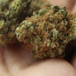 26 letni mieszkaniec Łęcznej (woj. lubelskie) wpadł z marihuaną, bo wyczuł ją przechodzący ulicą policjant. Naczelnik Zespołu Patrolowo-Interwencyjnego łęczyńskiej policji był poza służbą. Akurat wyszedł ze sklepu i wyczuł specyficzną woń konopi indyjskich.