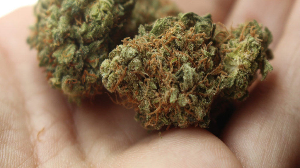 26 letni mieszkaniec Łęcznej (woj. lubelskie) wpadł z marihuaną, bo wyczuł ją przechodzący ulicą policjant. Naczelnik Zespołu Patrolowo-Interwencyjnego łęczyńskiej policji był poza służbą. Akurat wyszedł ze sklepu i wyczuł specyficzną woń konopi indyjskich.