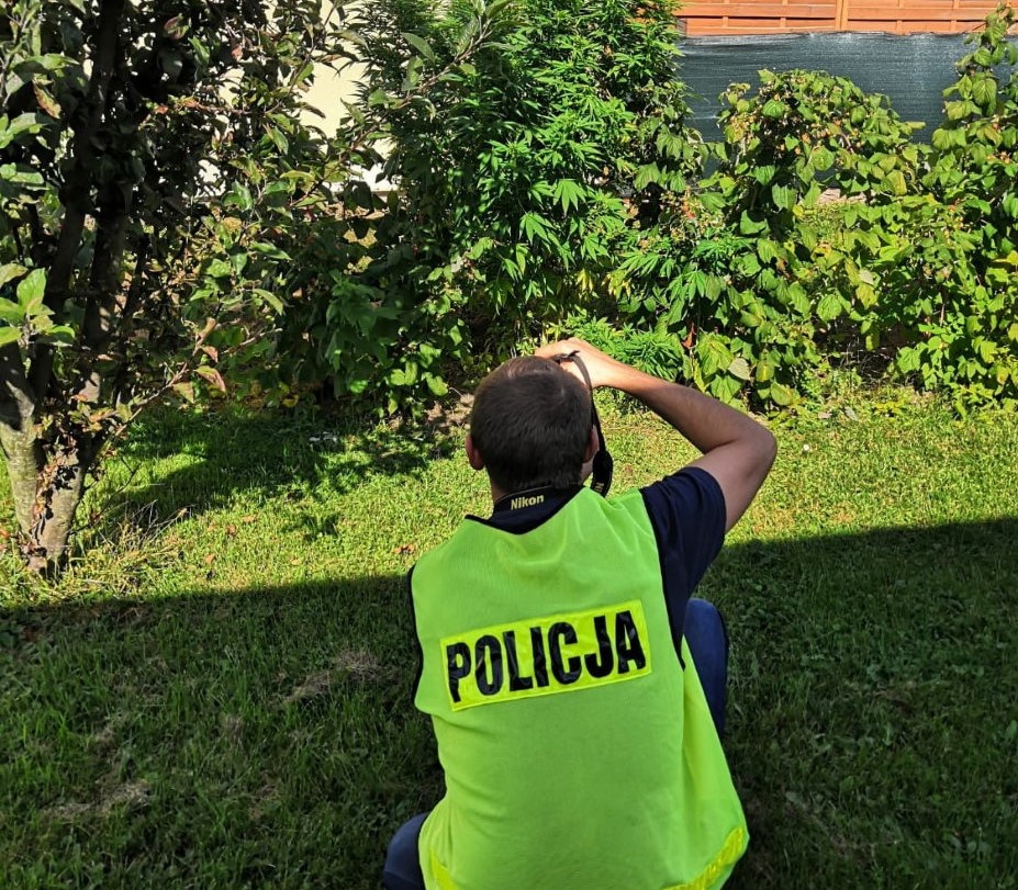 39 roślin konopi indyjskich i prawie pół kilograma suszonych krzewów oraz zioła przejęli skierniewiccy policjanci. Uprawa marihuany i zebrany z niej susz należał do 36 letniego mieszkańca powiatu łowickiego. Grozi mu teraz 15 lat za kratkami, bo okazało się, że działał w warunkach tak zwanej recydywy.