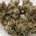 Trainwreck, czyli hybrydowa odmiana marihuany, swoją popularność zyskała dzięki niezwykle silnym efektom działania. Jest to jedna z najczęściej wybieranych odmian pochodzących z kalifornijskiej miejscowości Arcata – jednego z miejsc, gdzie wzrastają najwyższej klasy odmiany marihuany. Dominującym rodzajem konopi w tej odmianie jest Sativa.