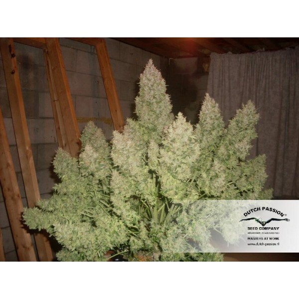 To odmiana marihuany o naprawdę dużej mocy z holenderskiego seed banku Dutch Passion. Powstała na bazie legendarnej AK 47 i charakteryzuje się dużymi rozmiarami i obfitymi plonami. Więcej o pochodzeniu tej niesamowitej odmiany oraz jej uprawie dowiecie się z tego artykułu.