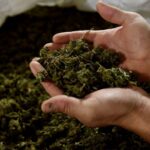 Zmniejsza opuchliznę i powstawanie blizn w płucach, jak również normalizuje odpowiedź immunologiczną. Jak wynika z najnowszych badań laboratoryjnych Kannabidiol CBD – związek organiczny występujący w roślinach konopi może być skuteczny w leczeniu skutków zakażeń koronawirusem.