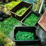 1700 krzewów konopi indyjskich o wartości około miliona złotych przejęli funkcjonariusze CBŚ z Bydgoszczy. Tak pokaźną plantację na terenie gospodarstwa rolnego położonego nad brzegiem Jeziora Gopło prowadziły dwa rodzeństwa.