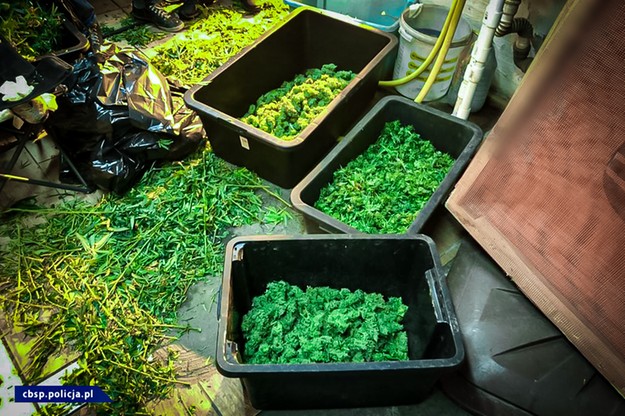 1700 krzewów konopi indyjskich o wartości około miliona złotych przejęli funkcjonariusze CBŚ z Bydgoszczy. Tak pokaźną plantację na terenie gospodarstwa rolnego położonego nad brzegiem Jeziora Gopło prowadziły dwa rodzeństwa.