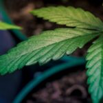 „Warto skorzystać z doświadczeń innych państw” – argumentują przedstawiciele partii Zielonych z Finlandii chcąc doprowadzić do zmiany przepisów dotyczących kryminalizacji za posiadanie marihuany. Zieloni podają za przykład inne europejskie państwa, które wprowadziły depenalizację konopi indyjskich.