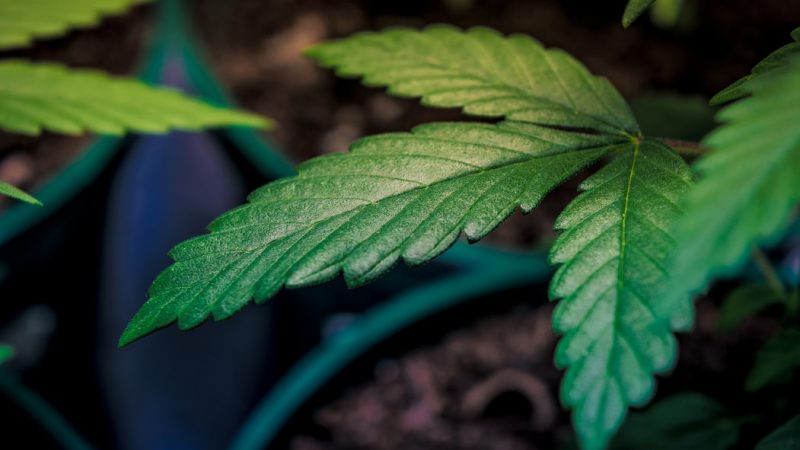 „Warto skorzystać z doświadczeń innych państw” – argumentują przedstawiciele partii Zielonych z Finlandii chcąc doprowadzić do zmiany przepisów dotyczących kryminalizacji za posiadanie marihuany. Zieloni podają za przykład inne europejskie państwa, które wprowadziły depenalizację konopi indyjskich.