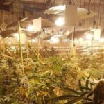 To bynajmniej nie odpowiedź na obostrzenia związane z koronawirusem, tylko pomysł na zagospodarowanie dawnego klubu nocnego. W sumie 1000 krzewów konopi indyjskich było uprawianych na trzech piętrach opuszczonego lokalu w angielskim mieście Coventry.