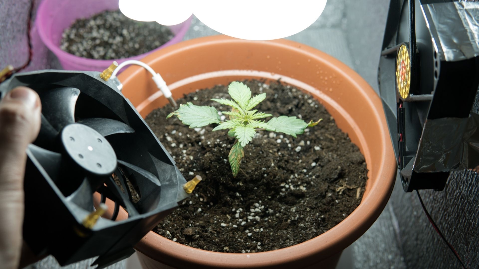 Growshop - sklep dla każdego milosnika uprawy marihuany