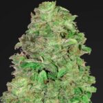 Popularność odmian marihuany z dużą zawartością CBD i niską THC wciąż rośnie. Tego typu odmiany nie mają mocnego działania psychoaktywnego, ale przede wszystkim lecznicze. Dlatego odpowiedzią na zapotrzebowanie rynku jest CBD Auto 20:1 od Fast Buds.