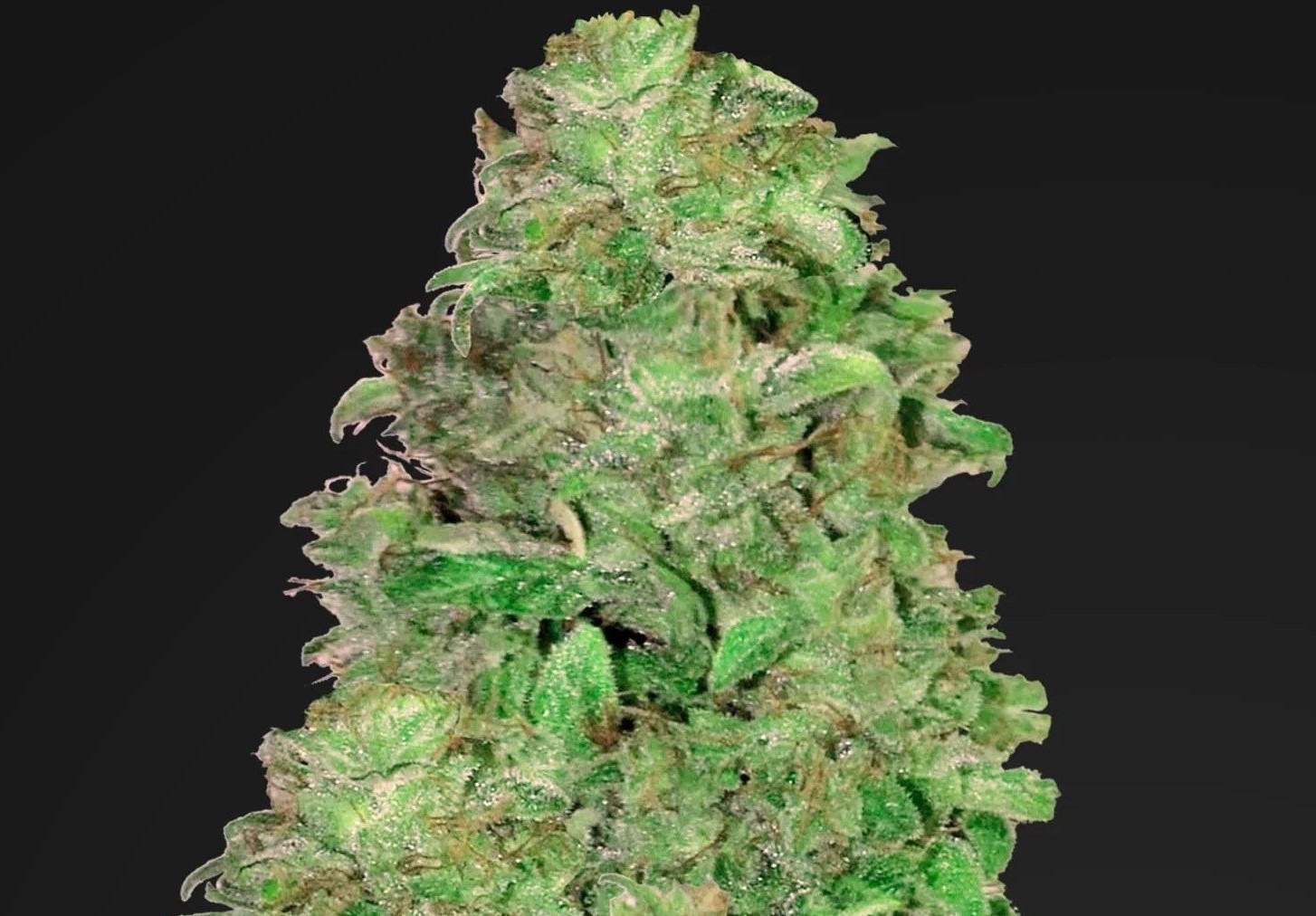 Popularność odmian marihuany z dużą zawartością CBD i niską THC wciąż rośnie. Tego typu odmiany nie mają mocnego działania psychoaktywnego, ale przede wszystkim lecznicze. Dlatego odpowiedzią na zapotrzebowanie rynku jest CBD Auto 20:1 od Fast Buds.