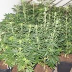 Troje mieszkańców Wodzisławia Śląskiego zostało zatrzymanych pod zarzutem posiadana zioła i uprawy konopi indyjskich. Do policyjnego aresztu trafił 17 latek, 19 latek i 44 letnia kobieta. To efekt prowadzonego od dłuższego czasu śledztwa.