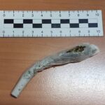 To miał być sympatyczny wieczór z kolegami przy piwie i blancie, ale zakończył się dla 18 latka z Warszawy zatrzymaniem oraz osadzeniem go w policyjnym areszcie. Wszystko przez to, że biesiadnika na kręceniu blanta przyłapali policjanci.