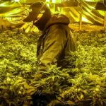 Obydwie plantacje marihuany, które pod Warszawą uprawiali Wietnamczycy były profesjonalnie wyposażone. Krzewy konopi indyjskich były ogrzewane i doświetlane sprzętem z najwyższej półki, zasilanym kradzionym prądem.