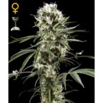 To jedna z najpopularniejszych odmian marihuany, wielokrotnie doceniania i nagradzana. Jest popularna szczególnie nad Wisłą i została wypromowana poprzez teksty polskich raperów. Więcej o cytrynowej odmianie Super Lemon Haze dowiecie się z tego artykułu.