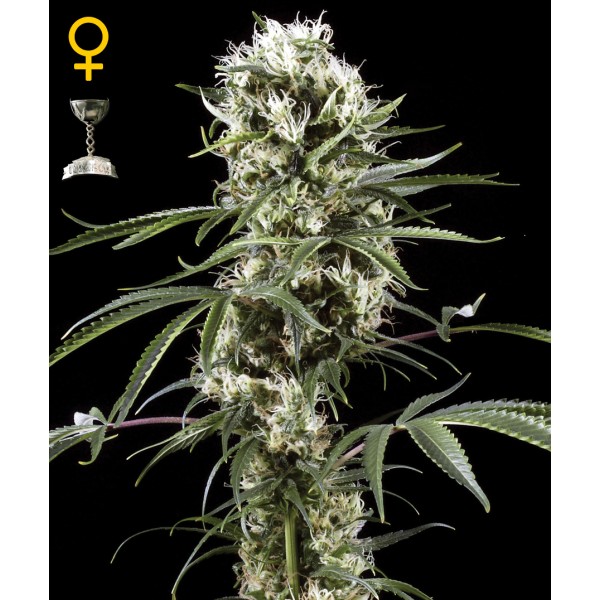 To jedna z najpopularniejszych odmian marihuany, wielokrotnie doceniania i nagradzana. Jest popularna szczególnie nad Wisłą i została wypromowana poprzez teksty polskich raperów. Więcej o cytrynowej odmianie Super Lemon Haze dowiecie się z tego artykułu.