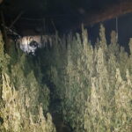 503 krzewy konopi indyjskich oraz 126 gramów zioła odkryli w jednym z domów letniskowych policjanci z Gdańska i Pucka. Mundurowi otrzymali informacje o profesjonalnej plantacji marihuany na terenie prywatnej posesji.