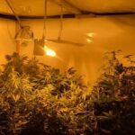 To nie żart. Takie komentarze wielkopolskich policjantów pojawiły się w sieci po tym, jak ujawnili plantację marihuany i zatrzymali jej 38 letniego właściciela. Przejęli w sumie 50 krzewów konopi indyjskich, które były uprawiane na terenie jednego z domów w Złotowie.