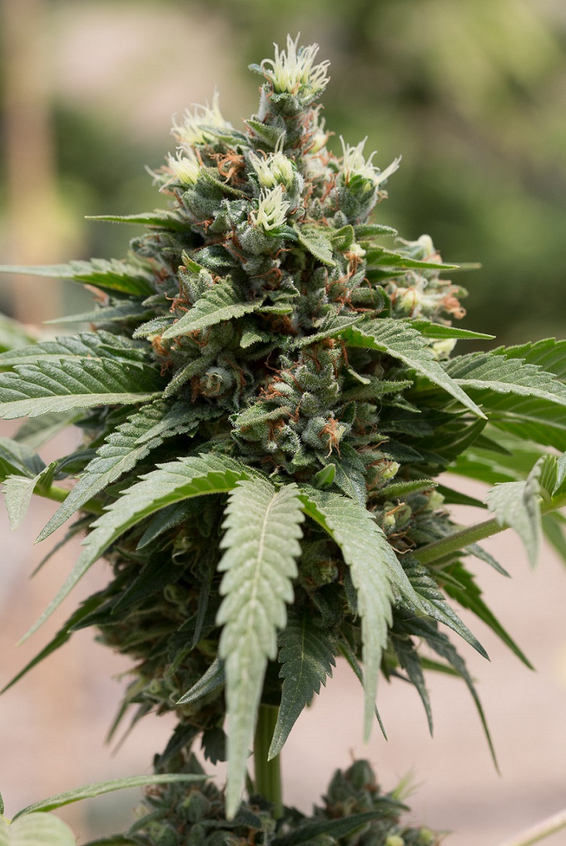 Wyróżniają się niesamowitym zapachem i smakiem. Mowa o amerykańskich, autokwitnących odmianach marihuany. W artykule prezentujemy trzy klasyki umożliwiające szybkie zbiory z możliwością uprawy outdoor niemal w każdym klimacie.