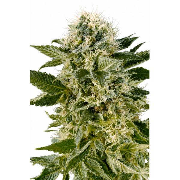 Z USA trafiła do Europy i właśnie na Starym Kontynencie zyskała największą popularność. Niemal wszyscy doświadczeni palacze ją pokochali za jej wyjątkowy smak i działanie. Przyjrzyjmy się zatem Northern Ligths.