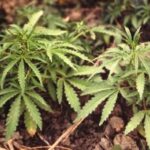 Uprawiał 5 krzewów konopi indyjskich na własny użytek. Chociaż policjanci ujawnili tę mikro plantację, która należała do mieszkańca Słupska, to śledczy z prokuratury zdecydowali, że mężczyzna nie będzie ukarany. Dlaczego?