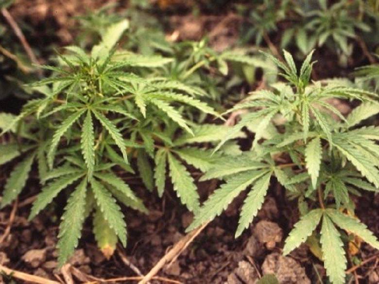 Uprawiał 5 krzewów konopi indyjskich na własny użytek. Chociaż policjanci ujawnili tę mikro plantację, która należała do mieszkańca Słupska, to śledczy z prokuratury zdecydowali, że mężczyzna nie będzie ukarany. Dlaczego?