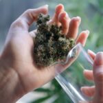 Medyczna marihuana będzie produkowana w Polsce