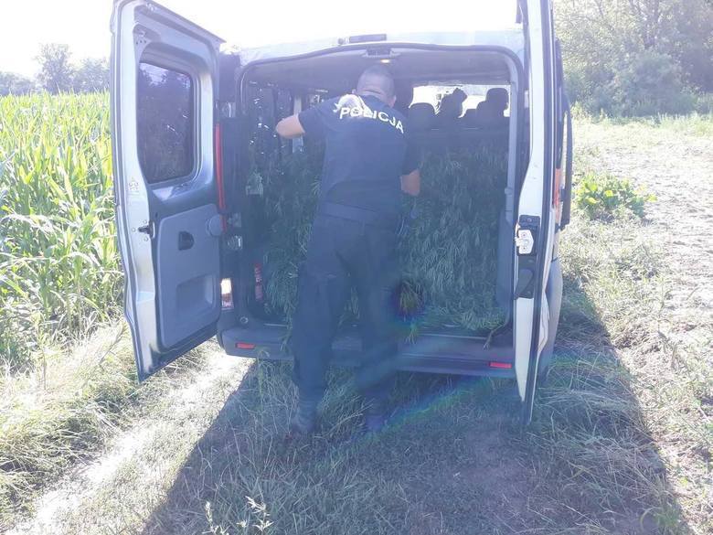 W mniemaniu policjantów była to rekordowa pod względem wielkości plantacja marihuany. Jednak tylko w ich mniemaniu, bo tak naprawdę na polu pod Ciechocinkiem pan Marcin uprawiał konopie siewne. W efekcie prokuratura i mundurowi się skompromitowali, a rolnik został uniewinniony.