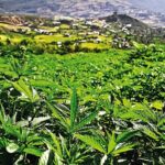 Rada Ministrów Maroka jeszcze w tym tygodniu ma zatwierdzić projekt ustawy legalizujący w całym kraju marihuanę. W efekcie umożliwi to nie tylko swobodne zapalenie jointa , ale również będzie to zielone światło dla konopnego biznesu w Maroku.