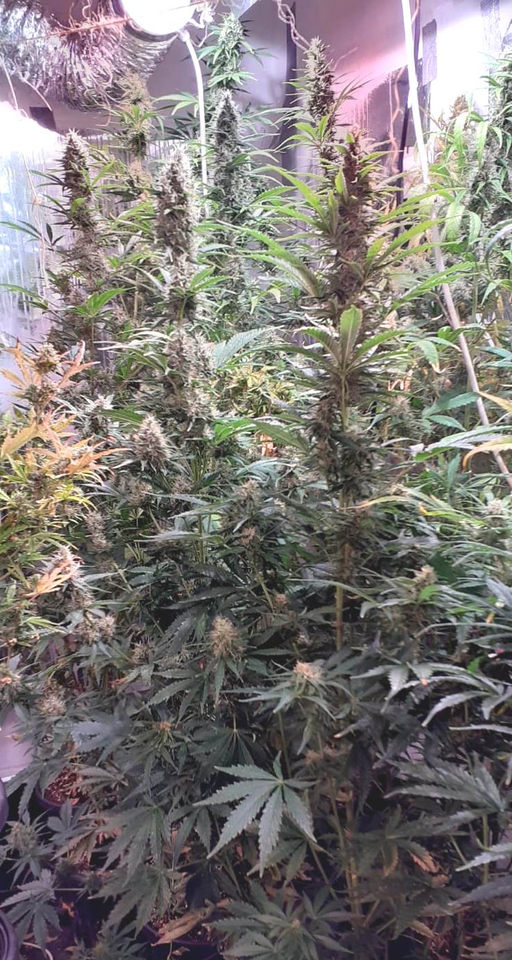 76 krzewów konopi indyjskich na zapleczu sklepu uprawiał jego właściciel. Nietypową placówką handlową mieszczącą się w Andrychowie (woj. małopolskie) odkryli miejscowi policjanci. Jednak na ujawnieniu i przejęciu 76 krzaków się nie skończyło.