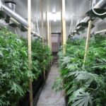 To była zmasowana akcja funkcjonariuszy CBŚP w woj. śląskim. Zlikwidowali dwie plantacje konopi indyjskich w Zabrzu i Częstochowie. Jak wynika z szacunków mundurowych można było z nich zebrać plony o wartości 3,4 mln zł.