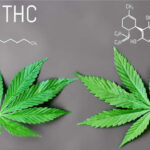 Różnica między CBD a THC