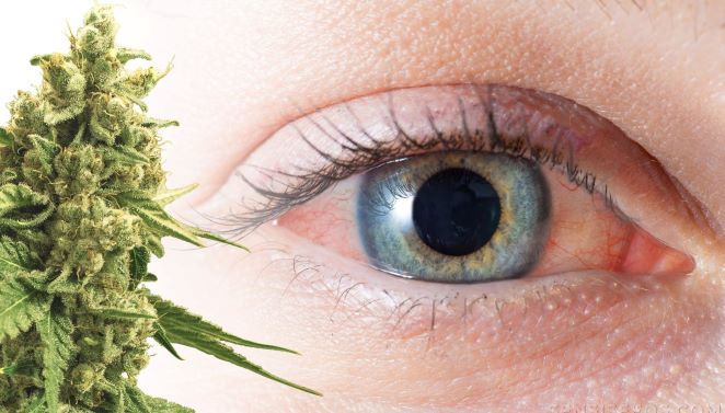 Chociaż wiele osób palących marihuanę uważa, że nie wpływa to negatywnie na ich wzrok, to na co innego wskazują najnowsze badania naukowe. Przeprowadzono je na hiszpańskim uniwersytecie w Granadzie.
