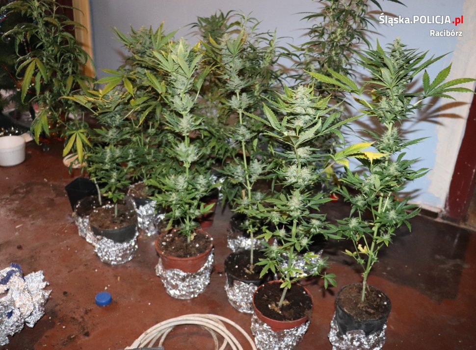 13 krzewów konopi indyjskich pielęgnowanych przy pomocy profesjonalnego sprzętu do uprawy wycieli policjanci z Raciborza. Skromną plantację uprawiał w domowym zaciszu 37 latek z miejscowości Krzanowice. Teraz grozi mu nawet 12 lat więzienia.