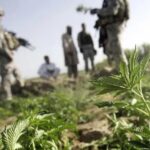 Zioło wśród księży, zioło wśród biznesmenów i polityków, zioło w szeregach policji, ale również w polskiej armii. Wielokrotnie na naszych łamach pisaliśmy o tym, w jakich środowiskach nielegalna nad Wisłą marihuana jest uprawiana i używana. Tym razem konopie indyjskie ujawniono u żołnierzy z 6 Batalionu Dowodzenia w Krakowie.