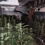 Prawie 500 krzewów konopi indyjskich rosło i czekało na zebranie obfitych plonów. Plantację na terenie powiatu olsztyńskiego zlikwidowali jednak wspólnie działający policjanci z Gdańska i Olsztyna. W sprawie zatrzymany został 47 letni mężczyzna, który oprócz uprawianych roślin miał również 4 kilogramy zioła.