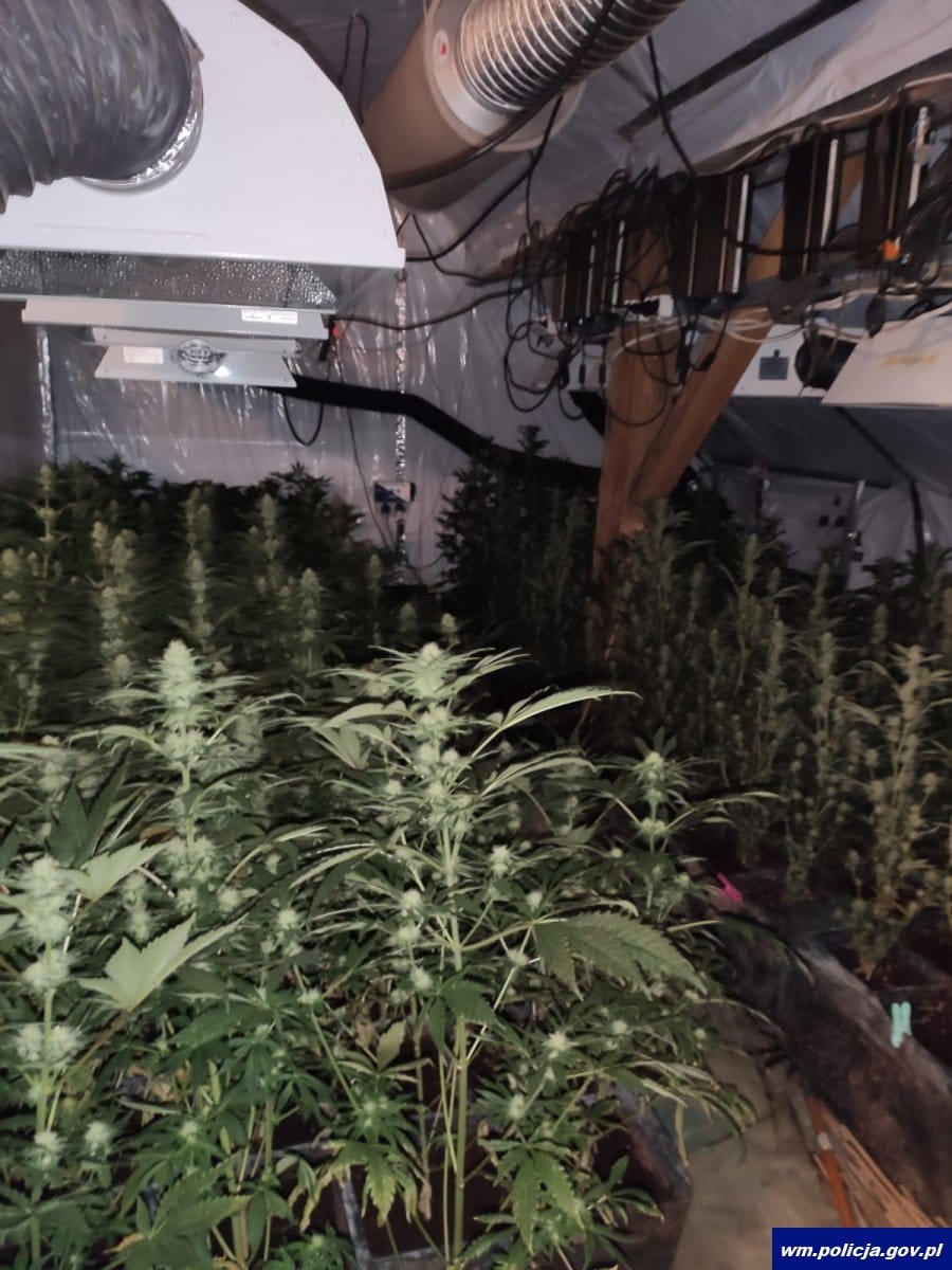 Prawie 500 krzewów konopi indyjskich rosło i czekało na zebranie obfitych plonów. Plantację na terenie powiatu olsztyńskiego zlikwidowali jednak wspólnie działający policjanci z Gdańska i Olsztyna. W sprawie zatrzymany został 47 letni mężczyzna, który oprócz uprawianych roślin miał również 4 kilogramy zioła.