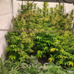 23 krzewy konopi indyjskich, gotowe do palenia zioło i amfetaminę przejęli jeleniogórscy policjanci. W sumie ok. kilograma substancji psychoaktywnych należało do 32 latka. Ich wartość funkcjonariusze wycenili na 57 tysięcy zł.