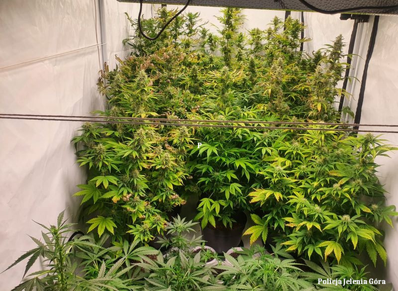 23 krzewy konopi indyjskich, gotowe do palenia zioło i amfetaminę przejęli jeleniogórscy policjanci. W sumie ok. kilograma substancji psychoaktywnych należało do 32 latka. Ich wartość funkcjonariusze wycenili na 57 tysięcy zł.