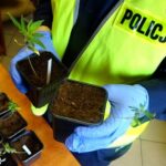 To nie pierwsze i nie ostatnie zatrzymanie za uprawę konopi indyjskich, którym chwalą się policjanci. Tym razem w ich ręce wpadł 32 latek z Tychów (woj. śląskie). Grozi mu teraz 10 lat za kratkami!