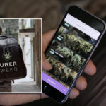 To będzie w pełni legalna usługa, którą Uber chce świadczyć tam gdzie marihuana do celów rekreacyjnych jest dopuszczona przez prawo. O dostawie konopi indyjskich przez przewoźnika w USA mówi się coraz poważniej.