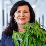 Tegoroczny dzień marihuany w Polsce jest wyjątkowy. Wszystko za sprawą symbolicznego złożenia we wtorek (20 kwietnia) pakietu ustaw konopnych przez Parlamentarny Zespół ds Legalizacji Marihuany. Projekty ustaw 4/20 przewidują nie tylko regulacje dotyczące dekryminalizacji marihuany, ale także uprawę konopi indyjskich dla celów medycznych oraz udogodnienia prawne dla uprawy konopi siewnych na potrzeby przemysłu.