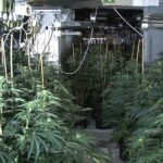 Profesjonalny sprzęt, tysiące krzewów konopi indyjskich, a wszystko na czterech piętrach magazynu w centrum Manchesteru. Tak ogromną plantację marihuany odkryli i rozbili funkcjonariusze Greater Manchester Police.