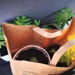 Nie był to bynajmniej emeryt i działkowiec, który wiózł w swoim samochodzie sadzonki konopi indyjskich, tylko 20 letni młodzieniec. Niestety wpadł ze swoimi roślinami, bo przekroczył oplem corsą prędkość. Ale nie tylko sadzonki znaleźli u zatrzymanego policjanci.