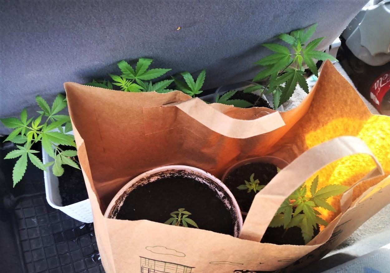 Nie był to bynajmniej emeryt i działkowiec, który wiózł w swoim samochodzie sadzonki konopi indyjskich, tylko 20 letni młodzieniec. Niestety wpadł ze swoimi roślinami, bo przekroczył oplem corsą prędkość. Ale nie tylko sadzonki znaleźli u zatrzymanego policjanci.