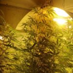 To była mini-plantacja konopi indyjskich, którą uprawiał 28 letni mieszkaniec Bisztynka (woj. warmińsko-mazurskie). W sumie było to 19 krzewów na strychu, gdzie mazurski grower zainstalował solidne oświetlenie i folie odblaskowe.