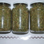 Aż chce się powiedzieć, że to nie tylko idealna kandydatka na żonę, ale także wzorową gospodynię domową. A jeśli nie mielibyście u niej szans to przynajmniej jest idealną kandydatką na sąsiadkę, od której można pożyczyć nie tylko sól. Wszystko dlatego, że 38 letnia mieszkanka Nowego Sącza uprawiała konopie indyjskie, a zebrane z nich plony umieszczała w słoikach.