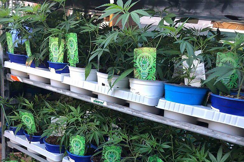 To nie żart! Chociaż we Francji konopie indyjskie są nielegalne, to można je było kupić w supermarketach i sklepach ogrodniczych. Dokładnie na terenie środkowej Francji, w regionie Puy-de-Dôme, na sklepowych półkach pojawiły się doniczki z sadzonkami marihuany. Towar schodził jak ciepłe bagietki do momentu aż ktoś nie zawiadomił policjantów.