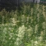 To kolejny surowy wyrok za uprawę konopi indyjskich. 36-letni Marcin R., ps. “Tołdi”, to jedna z ostatnich osób osądzonych za prowadzenie potężnej fabryki marihuany w Pawłosiowie k. Jarosławia. Oprócz odsiadki, „Tołdi” musi zapłacić też 300 tys. zł grzywny!